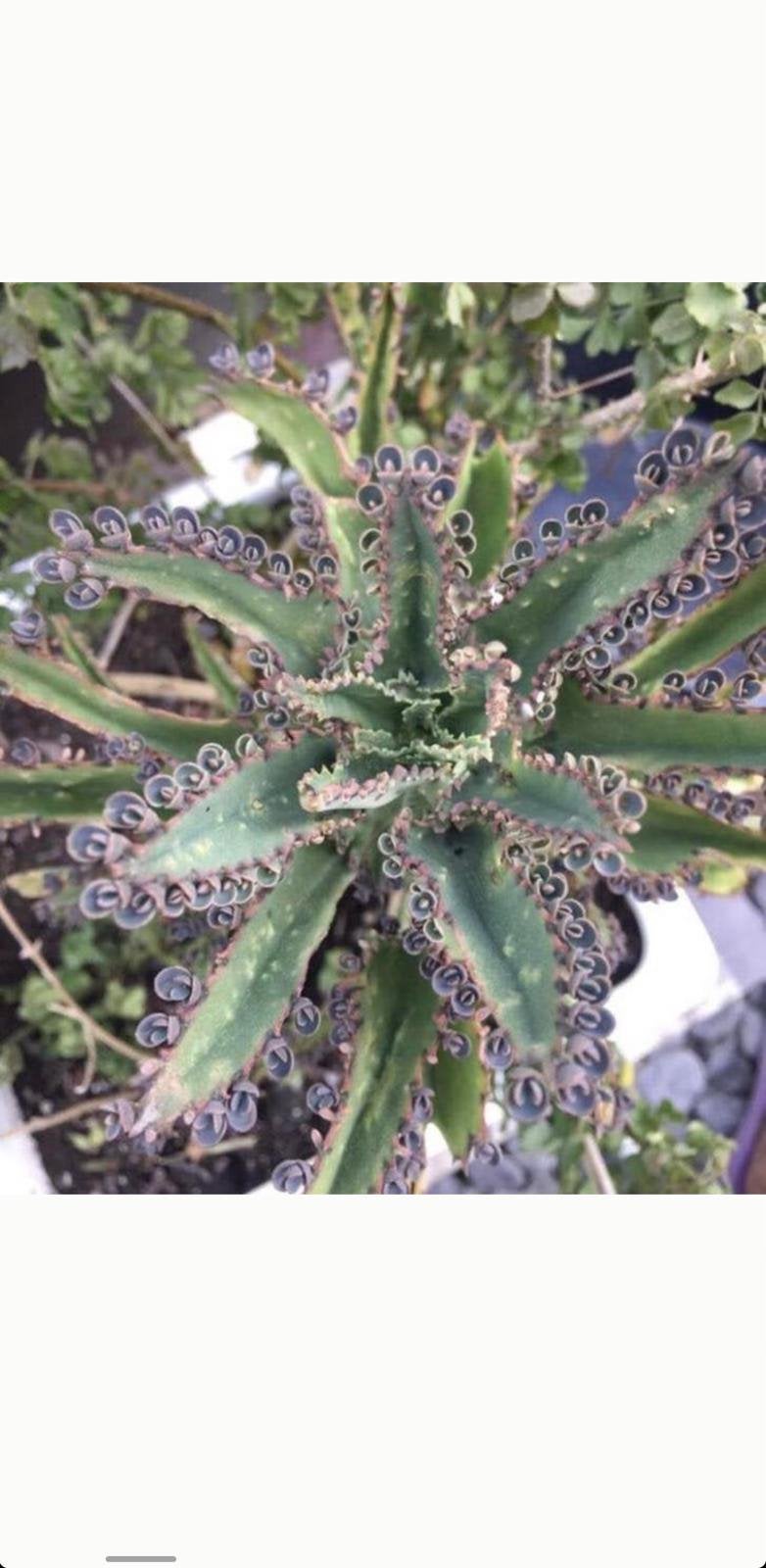 Kalanchoe Mallorca biologische planten en stekjes, Vetplant, Ophalen of Verzenden, In pot, Minder dan 100 cm