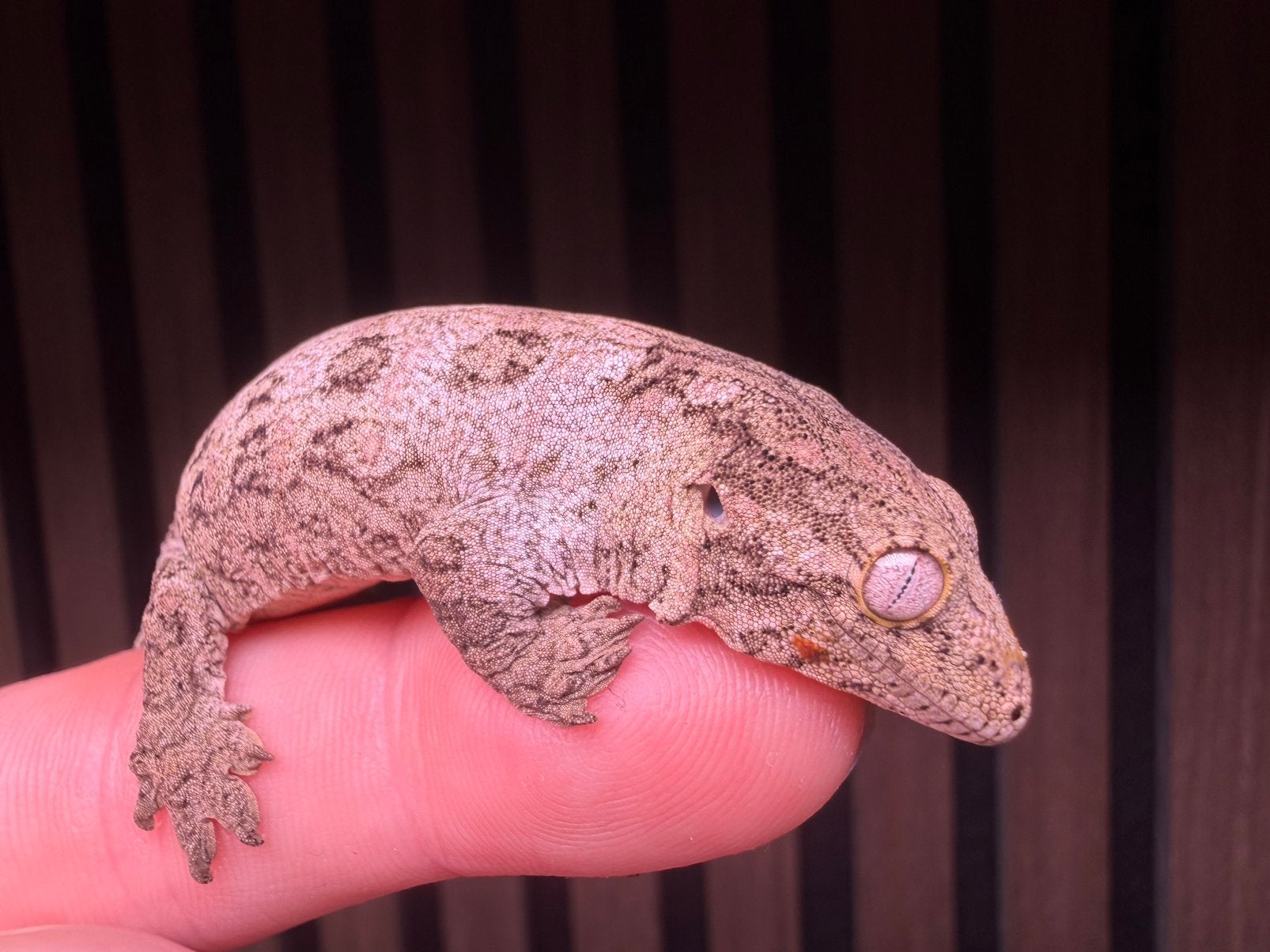 Leachianus Nuu ana, Dieren en Toebehoren, 0 tot 2 jaar