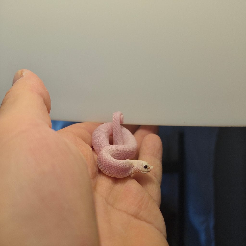 Western hognose lucy Hognose Snake - unknown for sale from Mesic