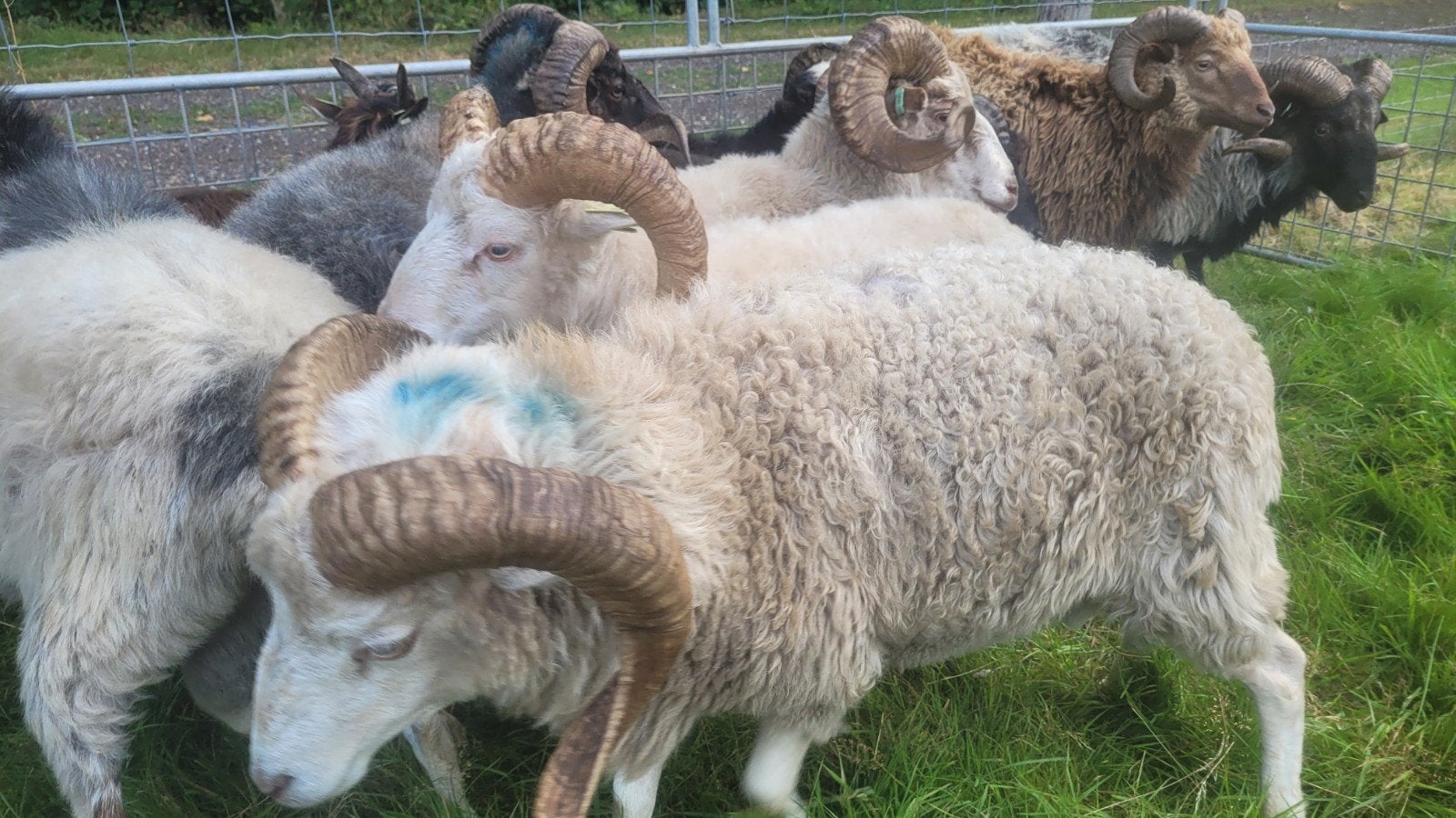 Skudde dekrammen (dekram, Dieren en Toebehoren, Mannelijk, Schaap, 3 tot 5 jaar