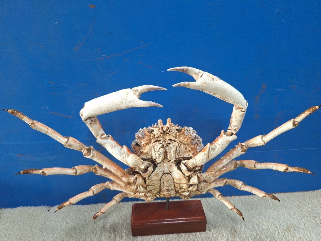 Professioneel opgezette Atlantische grote spinkrab, Ophalen, Nieuw, Wild dier, Opgezet dier