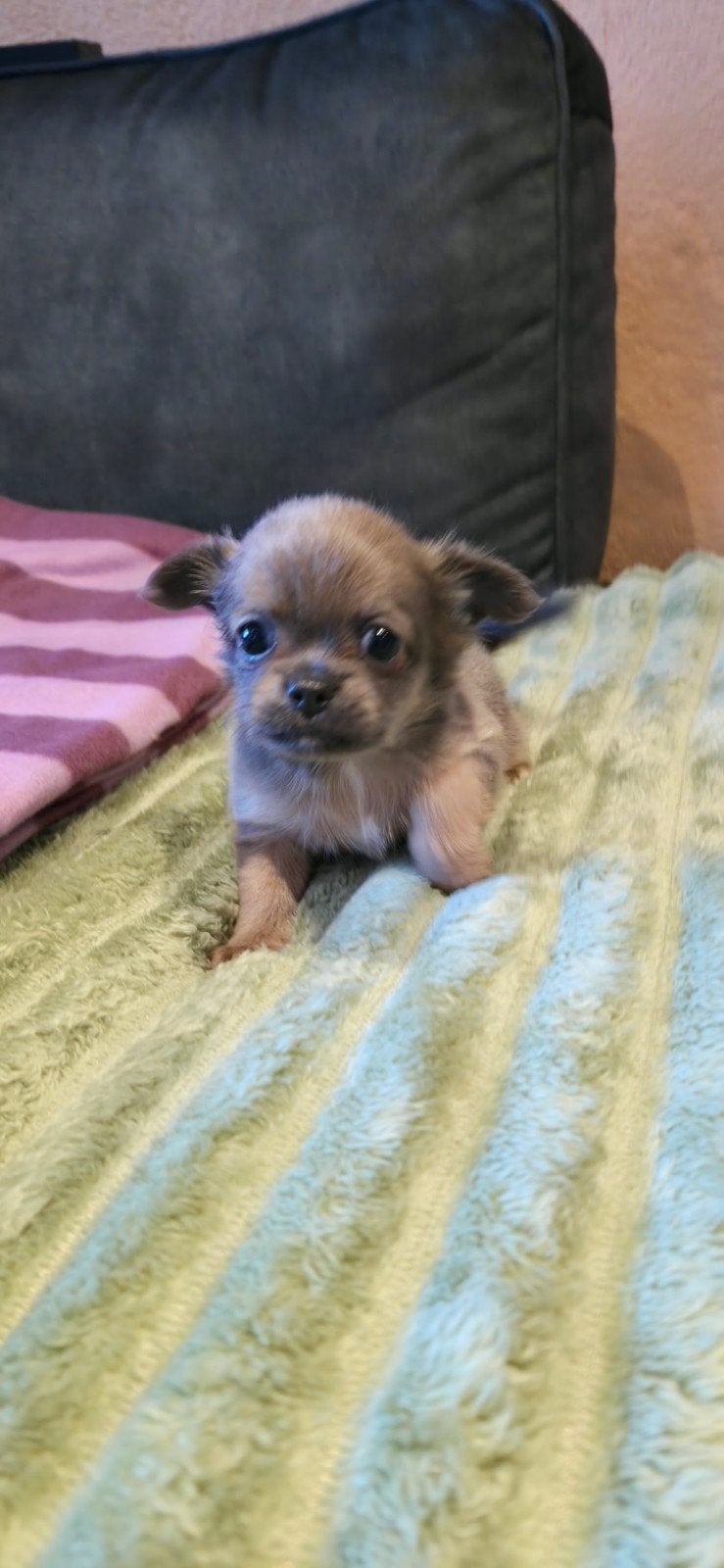 Prachtige Chihuahua puppy's., 8 tot 15 weken, Meerdere, Meerdere dieren, Chihuahua