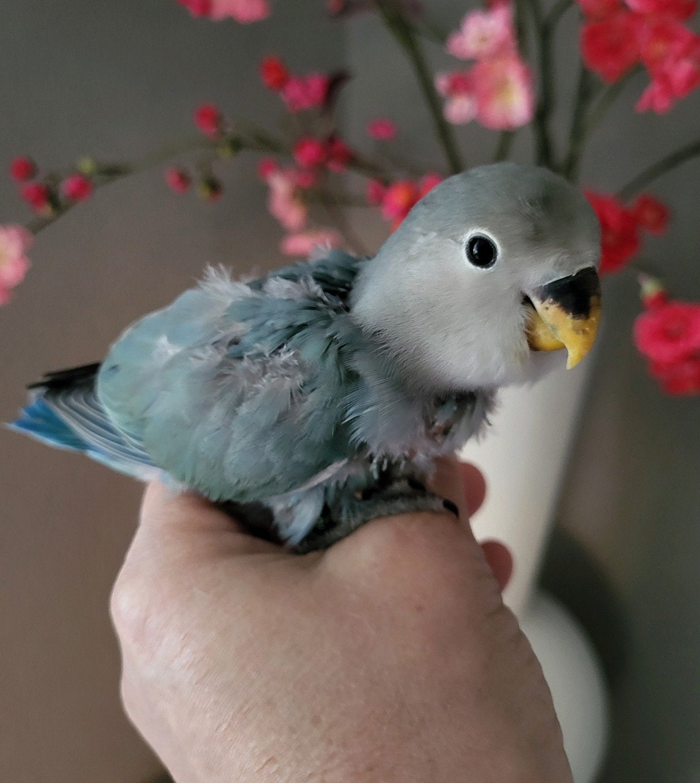 Super tamme agapornis roseicolli popje met dna, Dieren en Toebehoren, Vogels | Parkieten en Papegaaien, Dwergpapegaai of Agapornis