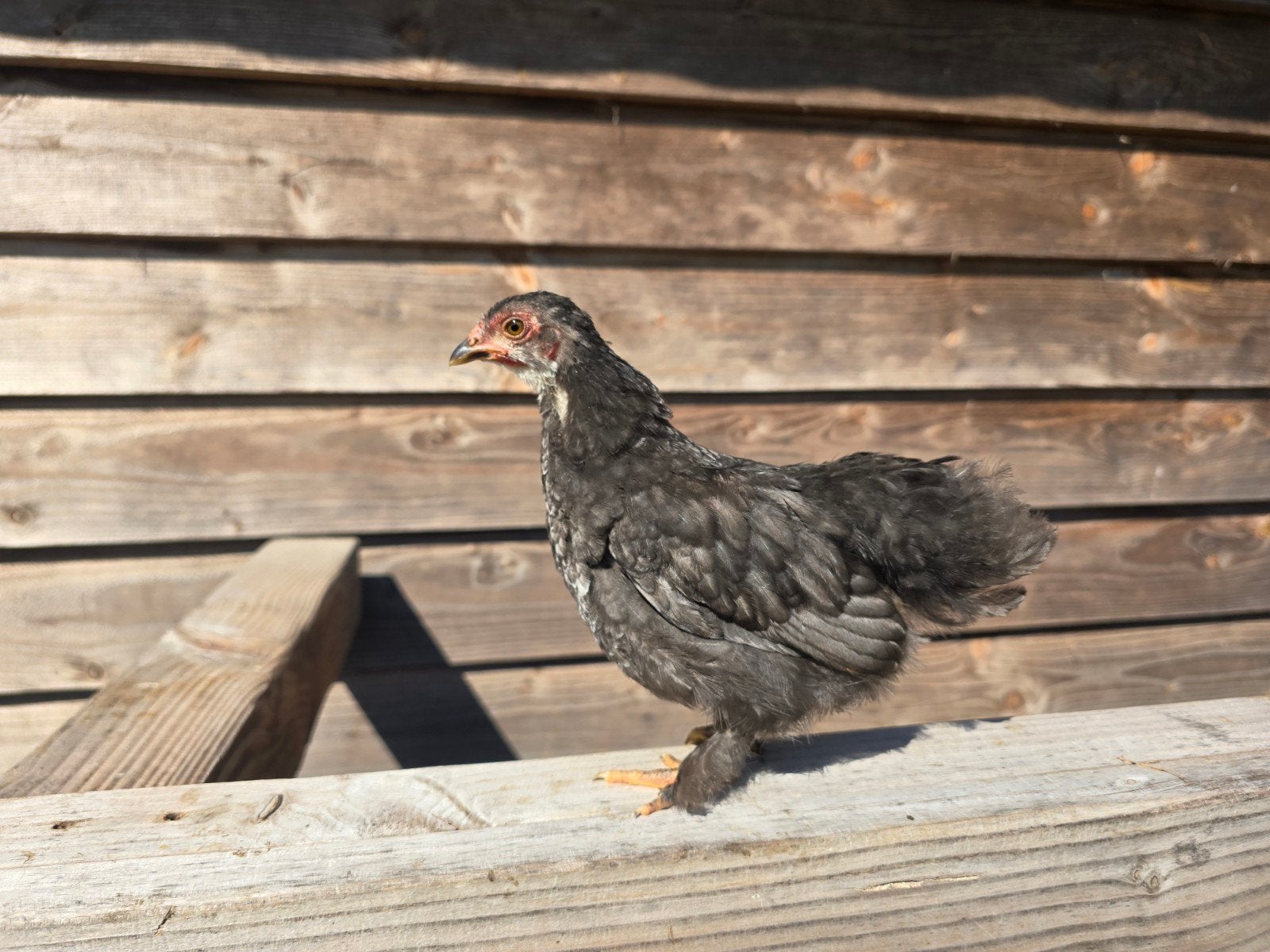Hen, kip, kuiken., Vrouwelijk, Kip
