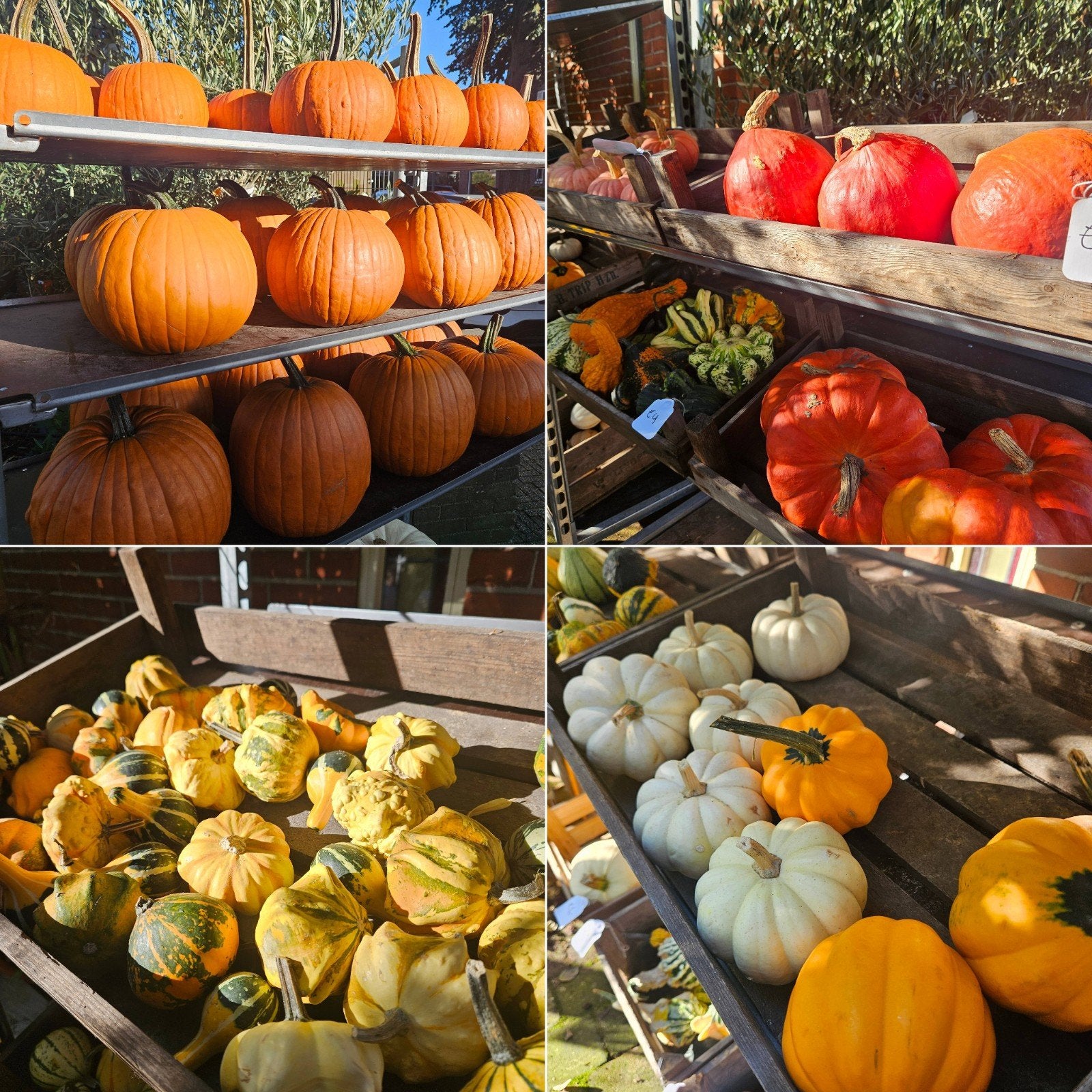 Volop pompoenen, eetbaar, sier, halloween