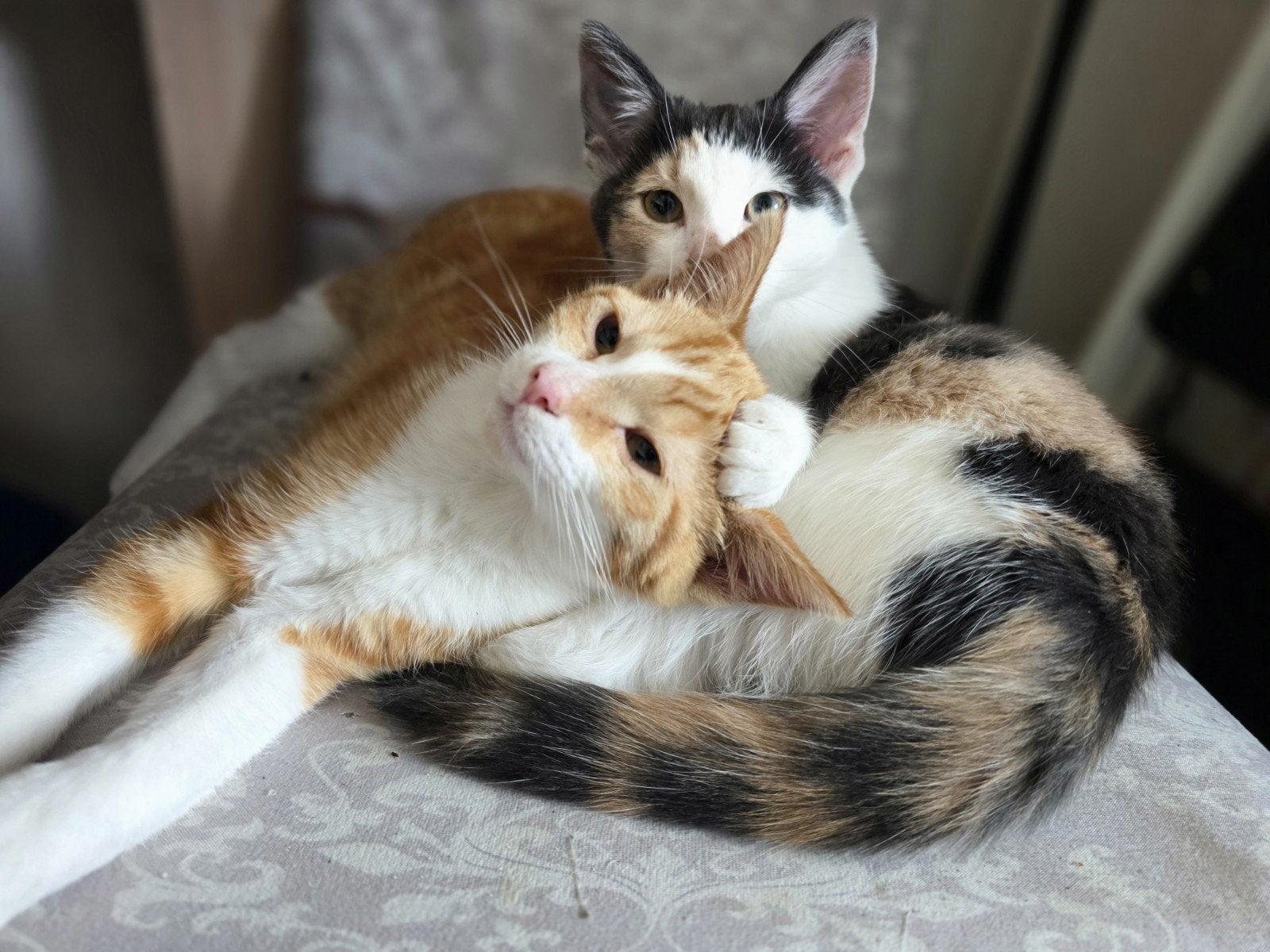 Lieve Maine Coon mix kittens (15 weken, ontwormd en ontvlooi, Dieren en Toebehoren, Poes, 0 tot 2 jaar