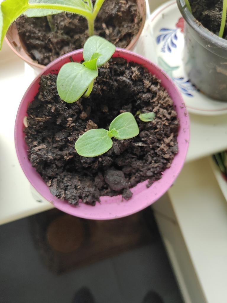 Komkommer plantje stekje, Tuin en Terras, Planten | Tuinplanten, Ophalen of Verzenden, Eenjarig, Groenteplanten, Volle zon