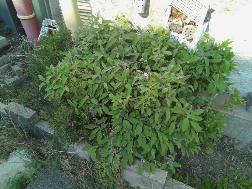 Hele mooie salie struik, boom en rozemarijn bos., Ophalen of Verzenden, Overige soorten, 100 tot 250 cm