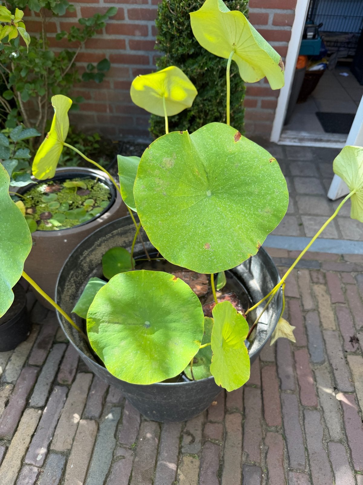 Nelumbo ‘Carolina Queen’ - Lotus, Ophalen, Volle zon, Vaste plant, Zomer