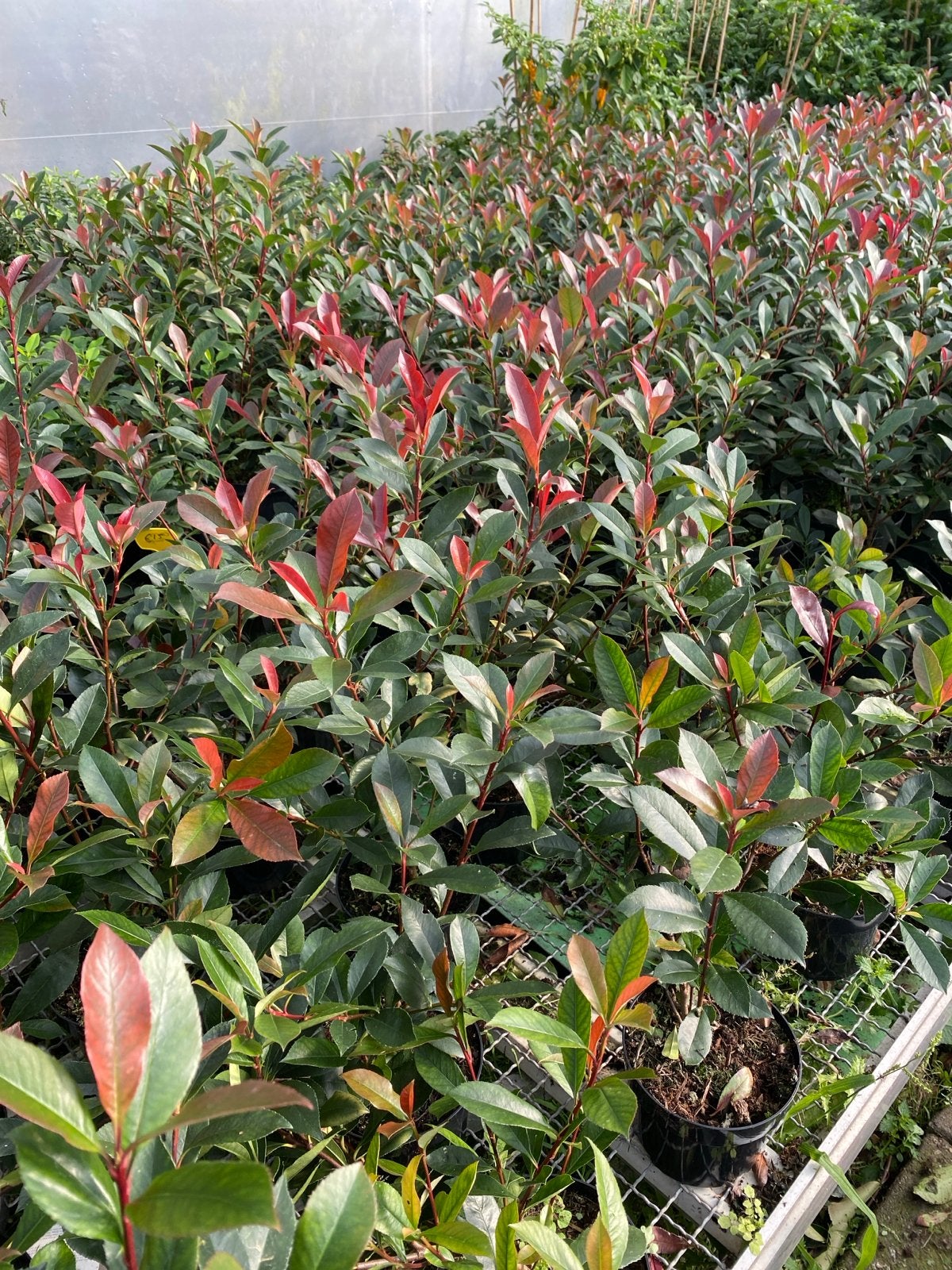 Photinia haagplanten 'Carre Rouge', Ophalen, Overige soorten, Haag, Minder dan 100 cm