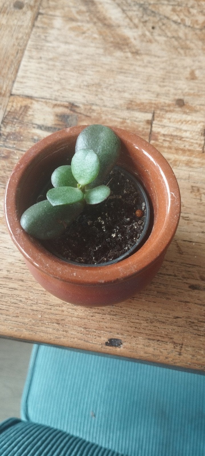 Stekje jadeplant, Huis en Inrichting, Kamerplanten, Ophalen, Halfschaduw, Minder dan 100 cm