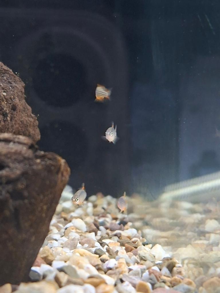 Rasbora galaxy, Dieren en Toebehoren, Vissen | Aquariumvissen, Vis