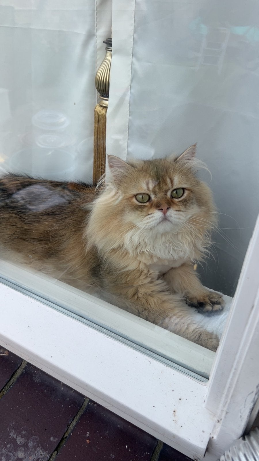 Brits langhaar dekkater (dekking ), 0 tot 2 jaar