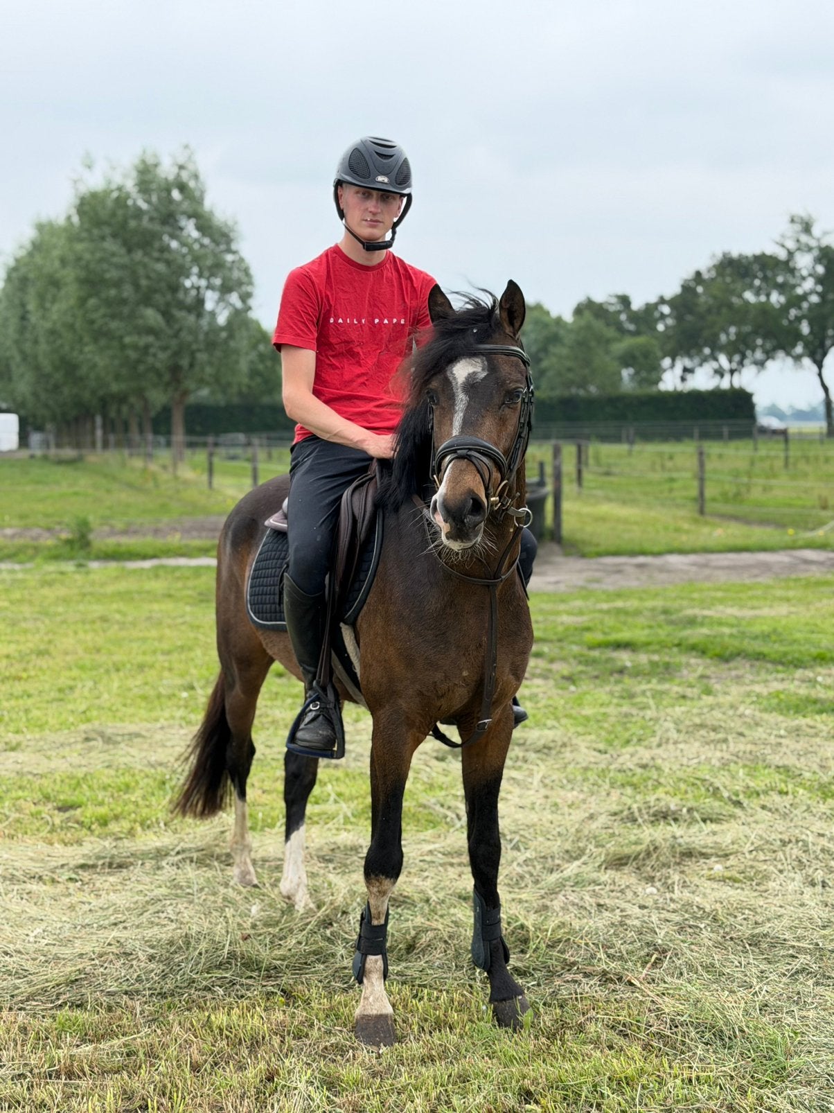 3 jarige ruin Brouwershaven Adonis, Dieren en Toebehoren, Ruin, Minder dan 160 cm, Recreatiepaard, 0 tot 2 jaar