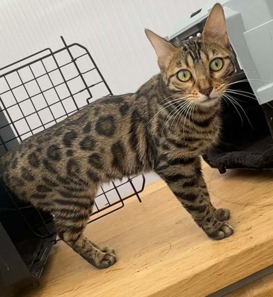 Hele lieve bengaal poes zoekt een 5sterren huisje, Poes, Gechipt, 0 tot 2 jaar