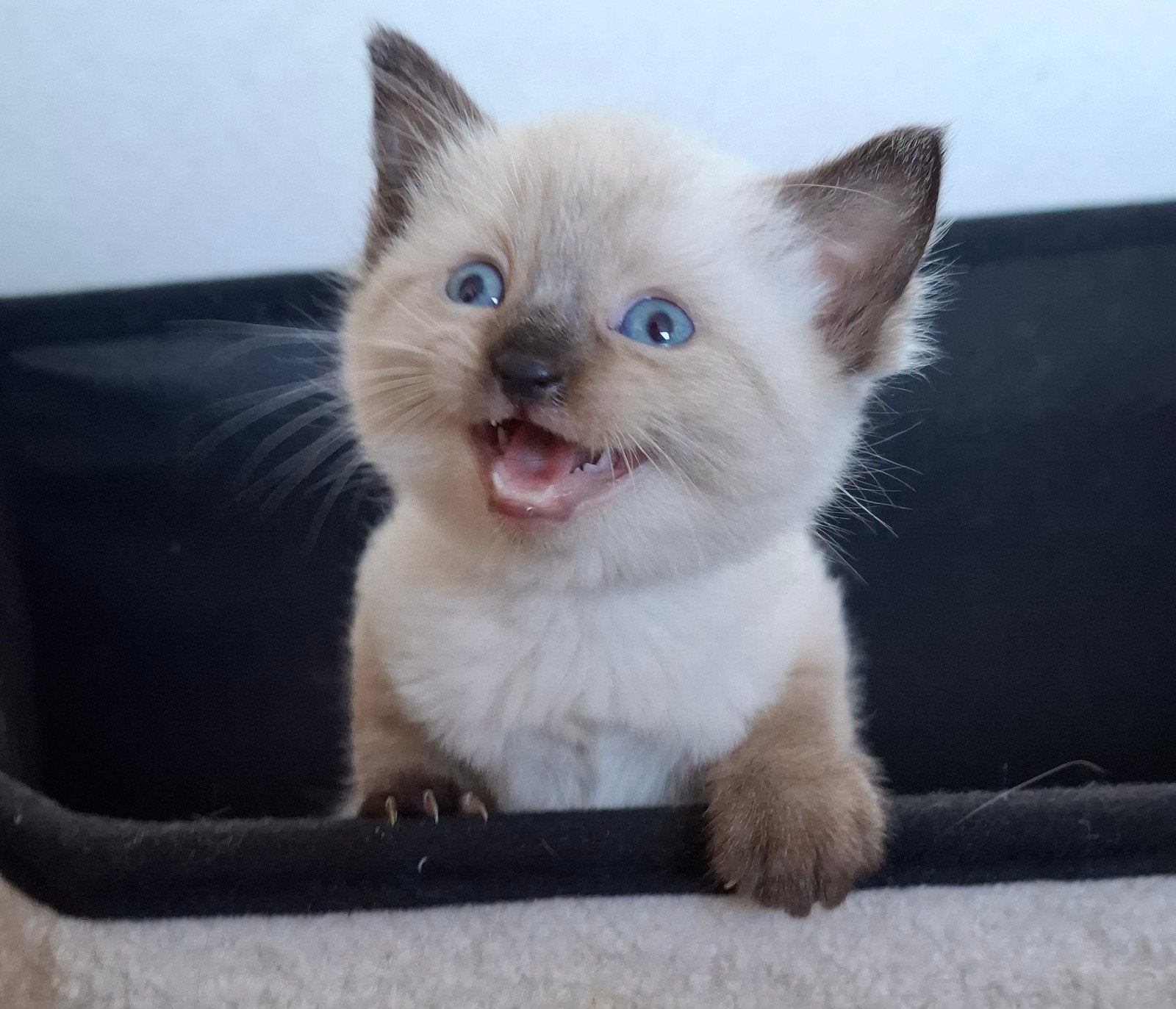 nog 2 ragdoll kittens ter adoptie, Meerdere dieren, Gechipt, 0 tot 2 jaar
