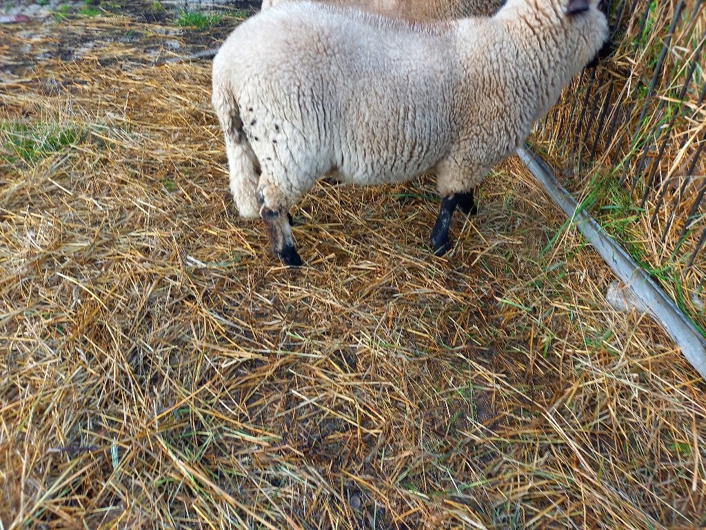 ram, Dieren en Toebehoren, Schapen, Geiten en Varkens, Mannelijk, Schaap