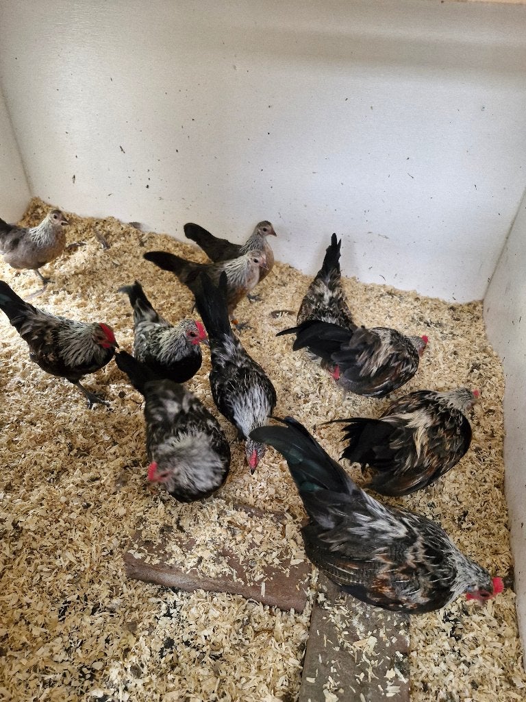 Hollandse kriel haantjes zilverpatrijs 9 weken, Dieren en Toebehoren, Pluimvee, Mannelijk, Kip