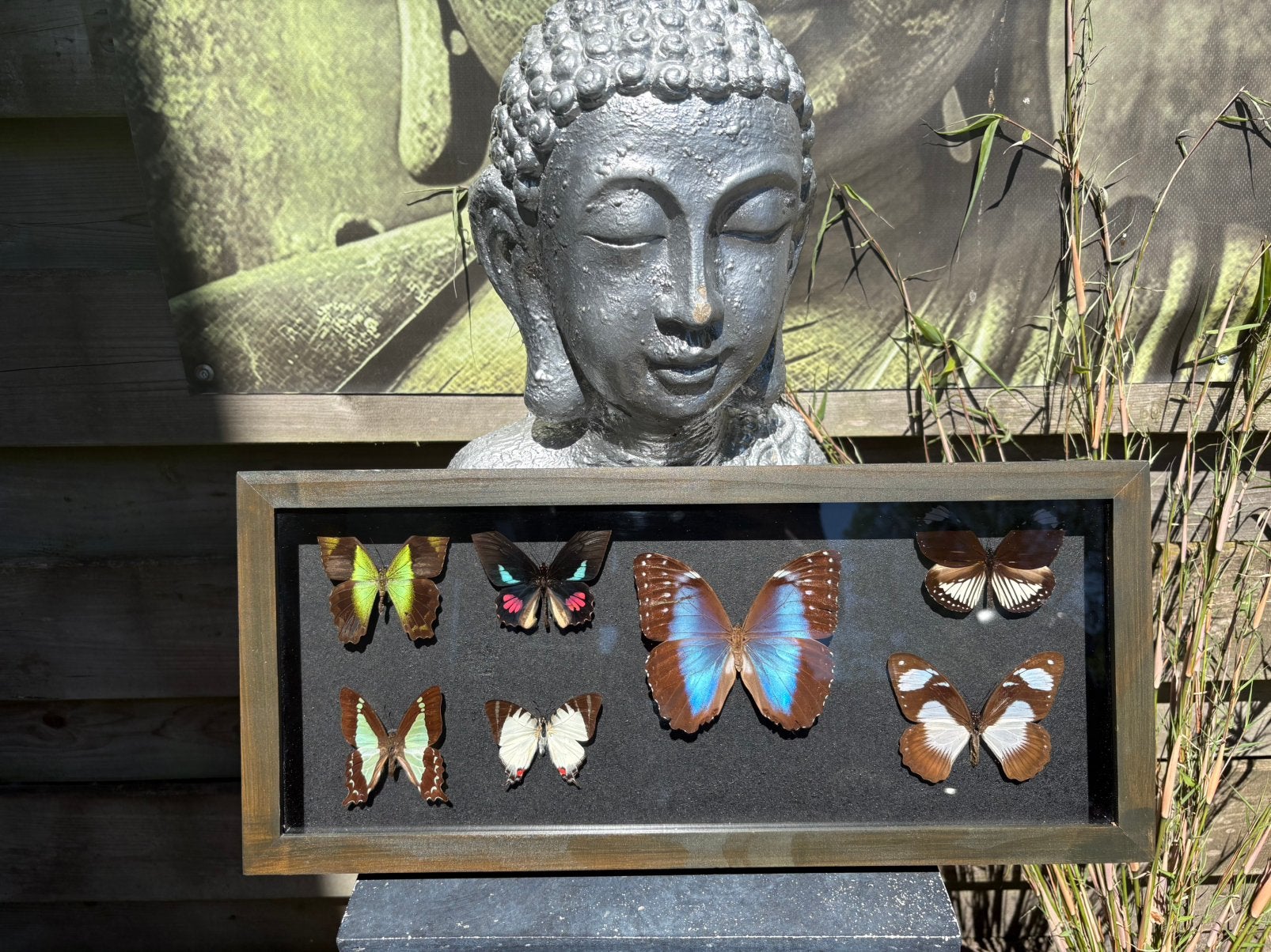 Geprepareerde vlinders in een 3d lijst, Ophalen of Verzenden, Insect, Opgezet dier