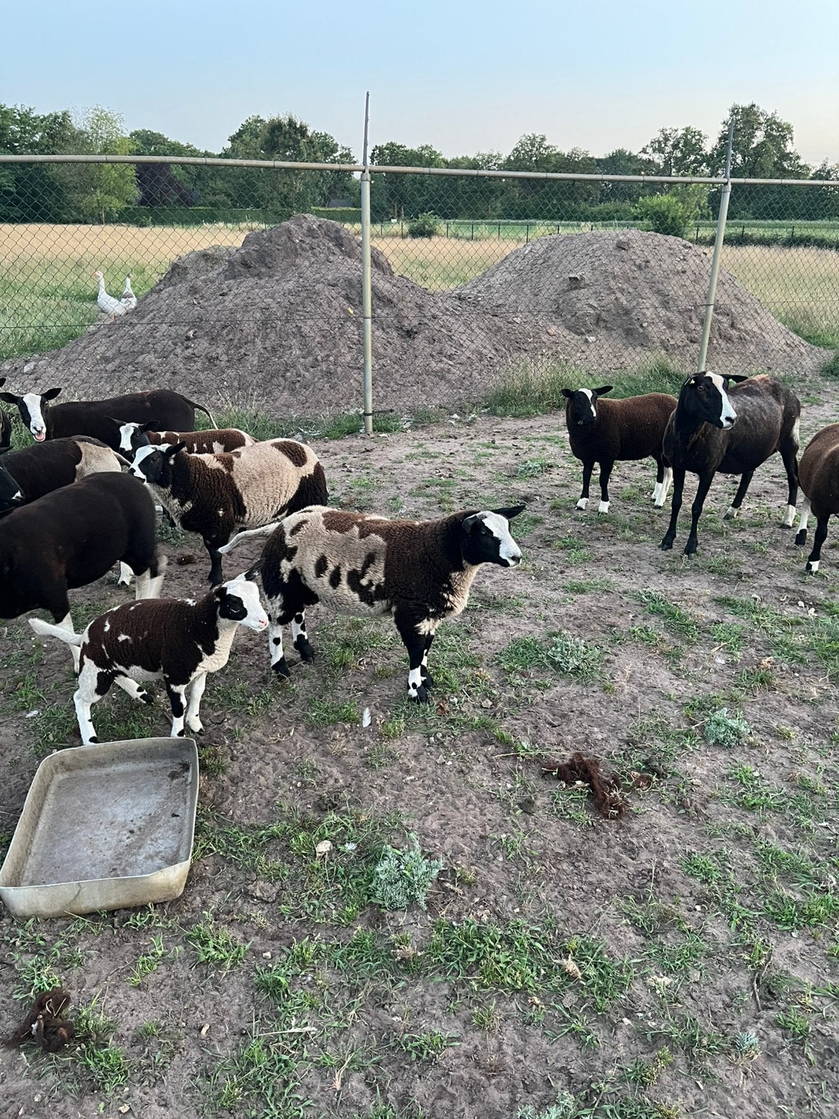 Mooie bonte schapen, Dieren en Toebehoren, Schapen, Geiten en Varkens, Mannelijk, Schaap