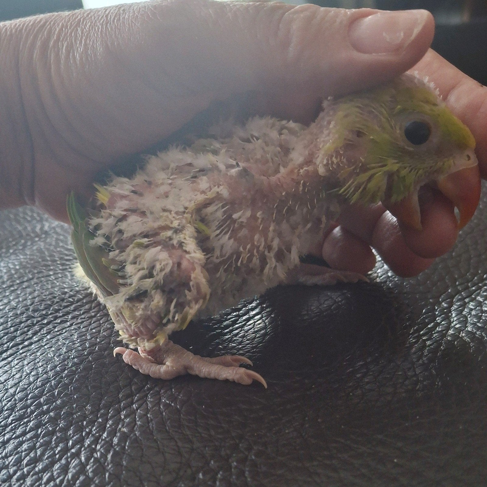 Handtamme baby halsbandparkiet, Dieren en Toebehoren, Vogels | Parkieten en Papegaaien, Geslacht onbekend, Pratend
