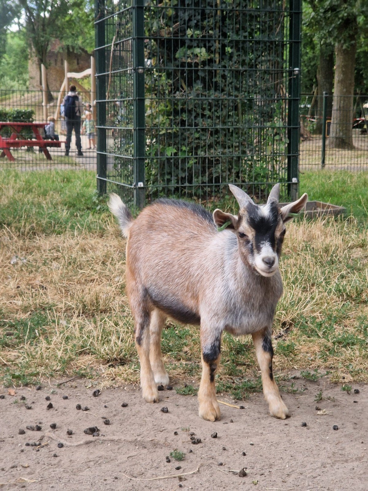 dwerggeiten bok CL/CAE vrij, Dieren en Toebehoren, Mannelijk, Geit