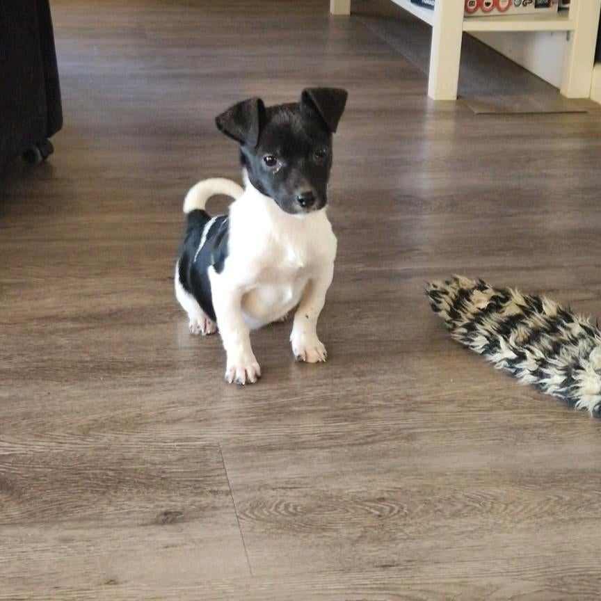 Leuke kruising pup die ook nog een plekje zoekt, 15 weken tot 1 jaar, Reu, Meerdere, Klein