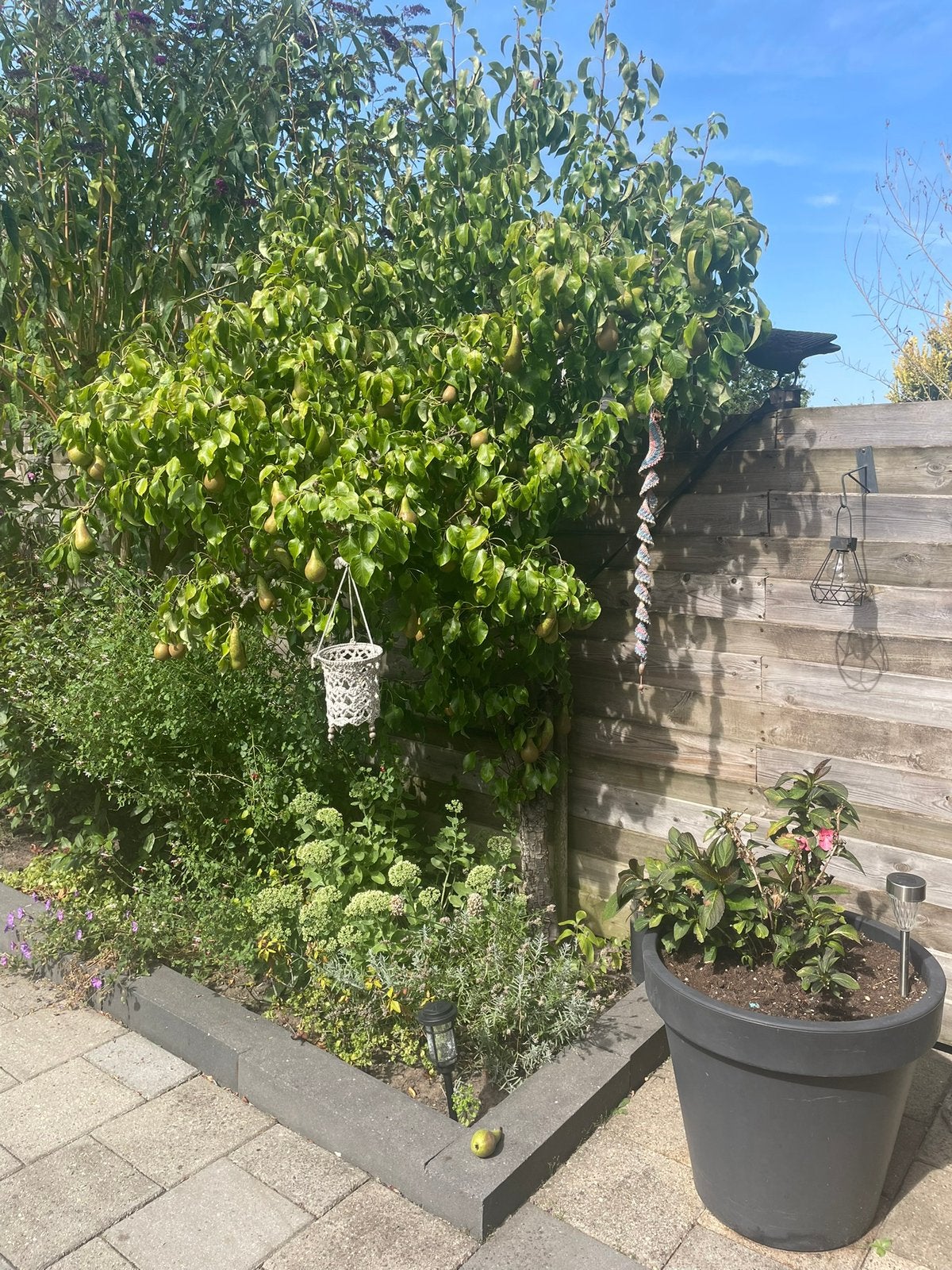 Kleine Perenboom, Ophalen, Volle zon, Overige soorten