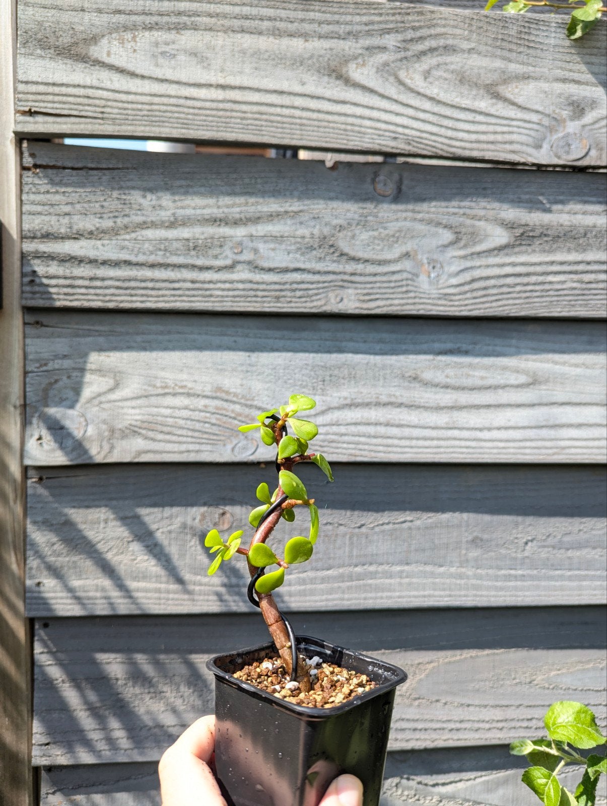 Portulacaria Afra 'Decumbent' pre-bonsai - Ideaal voor Mame, Overige soorten, Volle zon, Eenjarig, Ophalen of Verzenden