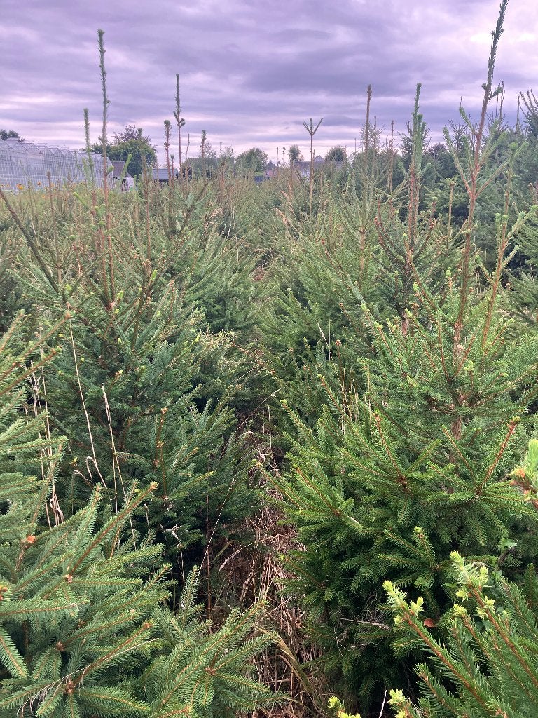 Kerstbomen picea Abies, Tuin en Terras, Ophalen, Volle zon, Overige soorten, 100 tot 250 cm