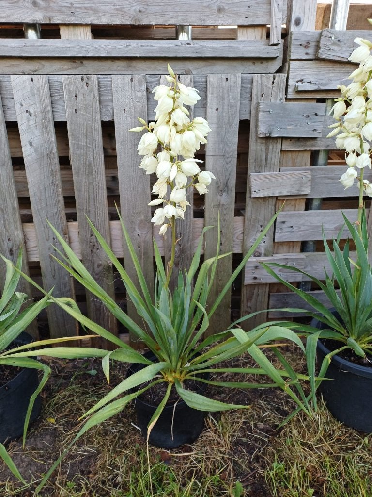 yucca gloriosa, Volle zon, Vaste plant, Zomer, Ophalen