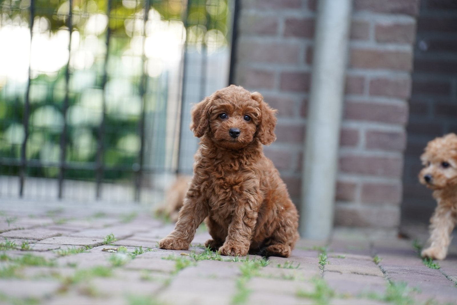 Toypoedel x Dwergpoedel pups | Poedel, Poedel, Parvo, Nederland, 8 tot 15 weken