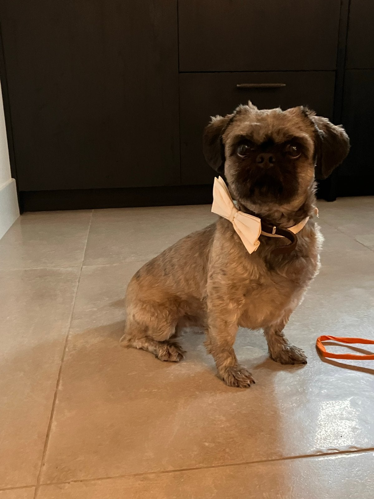 Boomer hond, Parvo, Eén hond, 3 tot 5 jaar, Nederland