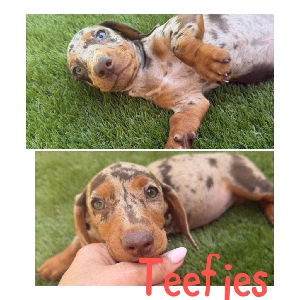 Mooie kleuren Dwerg teckel pups geboren, Parvo, 8 tot 15 weken, Korthaar, Dwerg