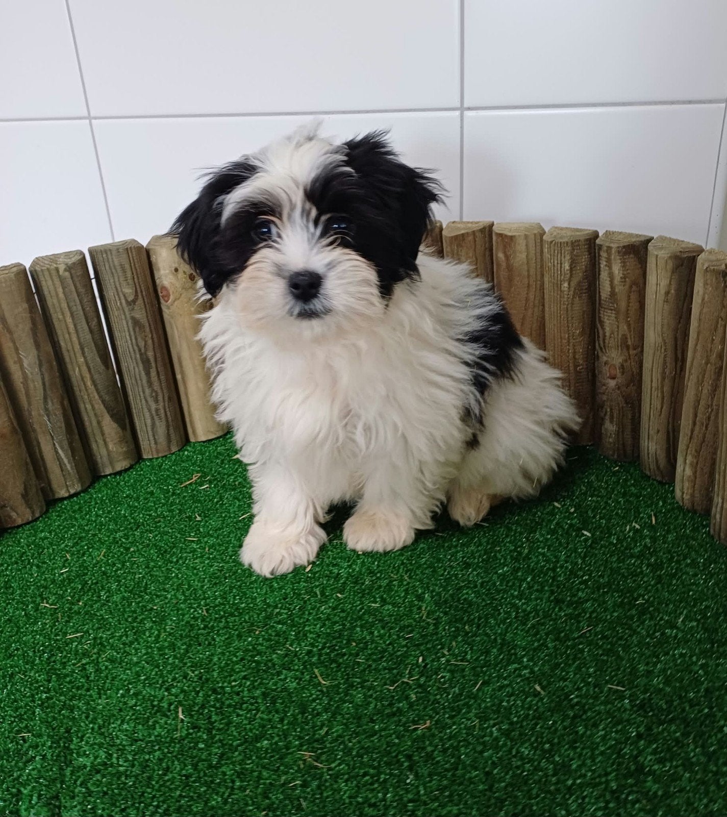 boomer pups maltezer shih tzu./ teckel/ lhasa apso/ pup/hond, Nederland, Overige rassen, CDV (hondenziekte), 8 tot 15 weken