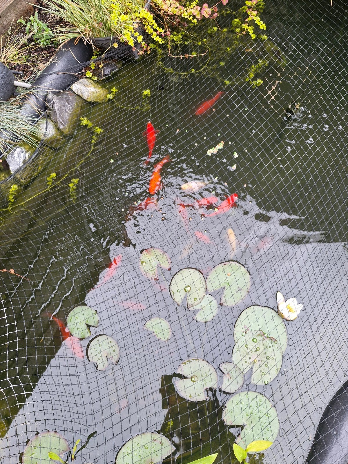 Te koop, vijver met veel verschillende vissen., Tuin en Terras, Vijvers, Ophalen of Verzenden
