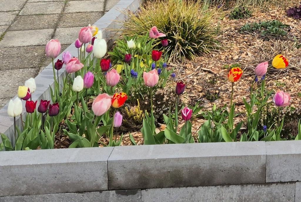 Biologische tulpenbollen te koop - 15 voor 5 euro, Ophalen of Verzenden, Eenjarig, Volle zon