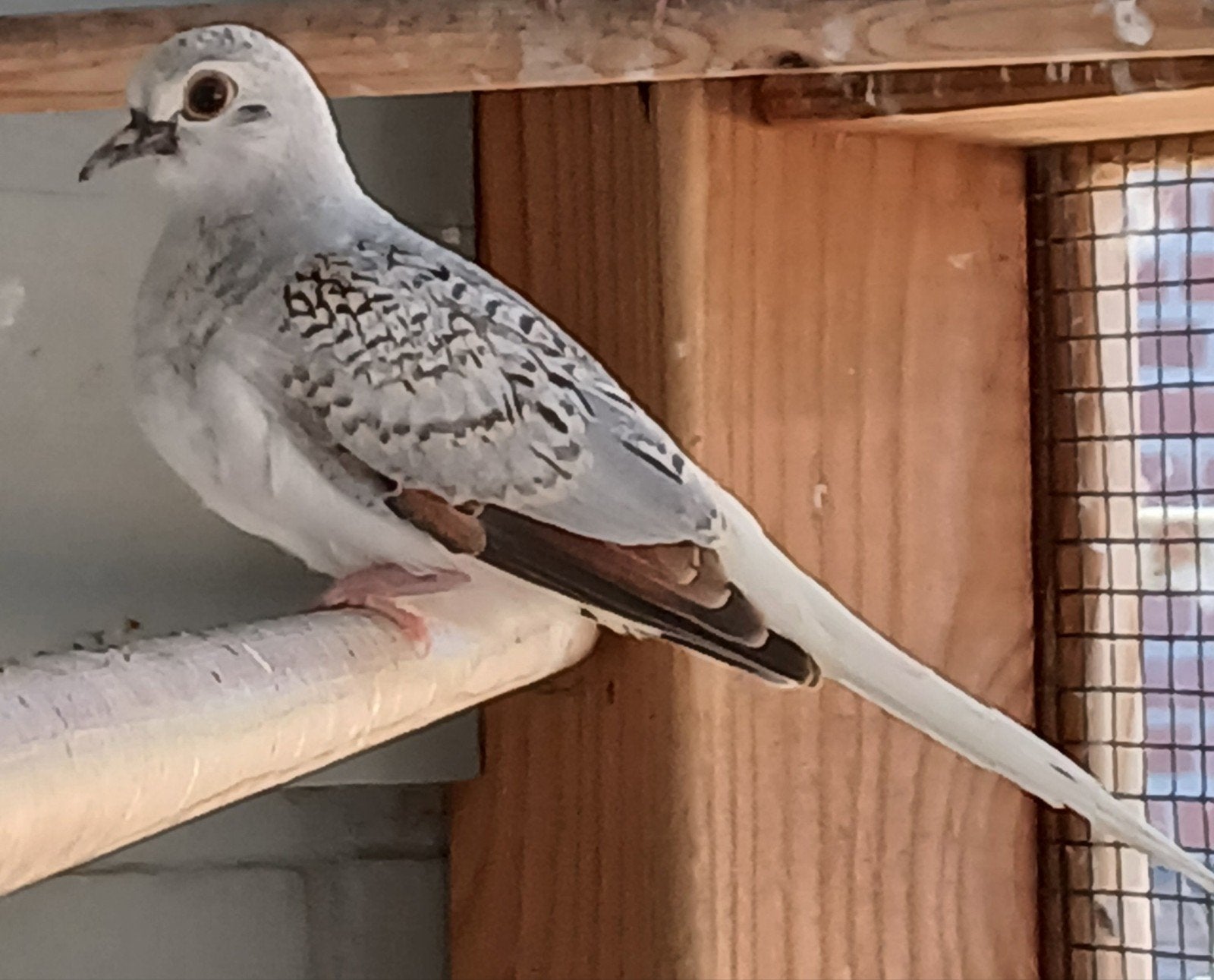 Te koop Diamantduifje man geringd geb april 26, Dieren en Toebehoren, Vogels | Overige Vogels, Mannelijk, Geringd