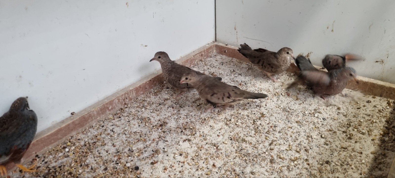 Musduifjes, Meerdere dieren, Tropenvogel, Geringd