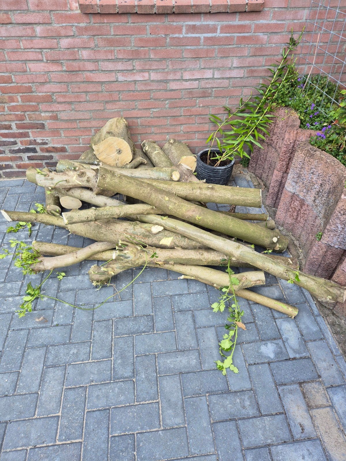 brandhout hulst, Minder dan 3 m³, Ophalen, Overige houtsoorten, Stammen