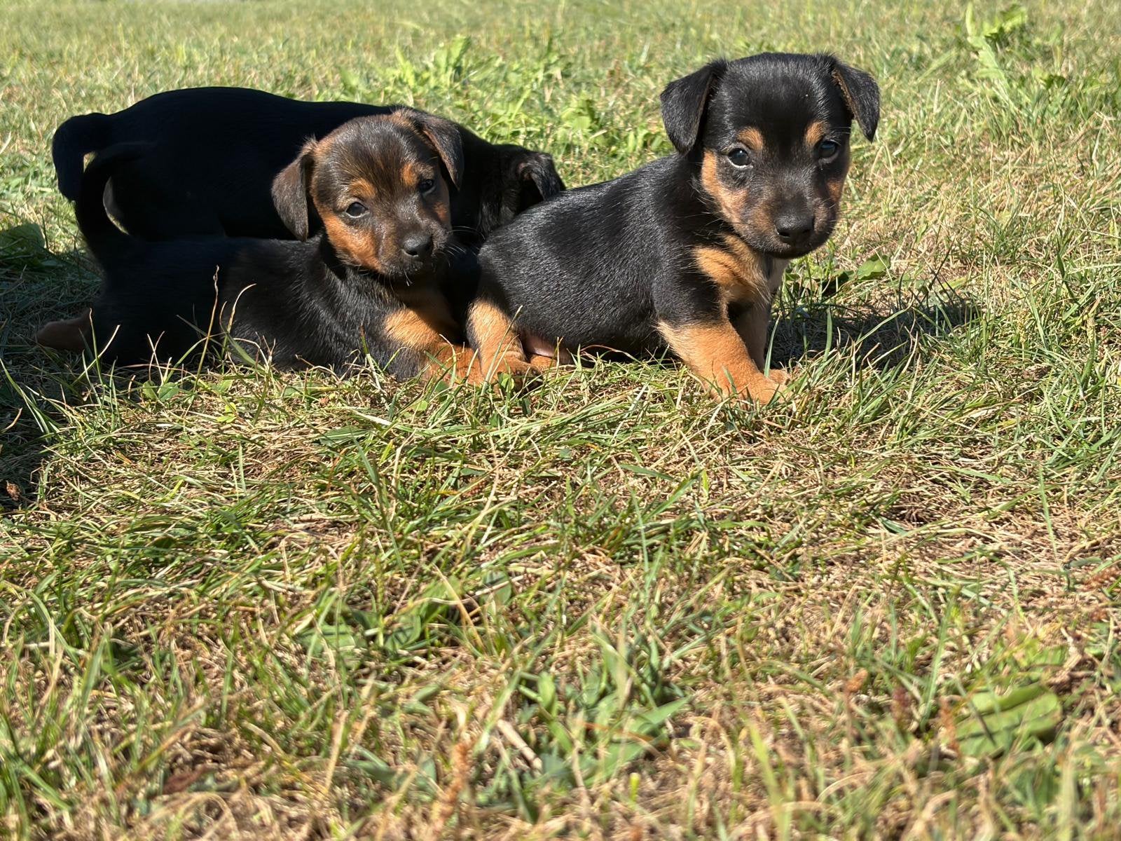 Hele mooie Jack Russels pups Black en Tan, Parvo, Jack Russell Terriër, 8 tot 15 weken, Meerdere