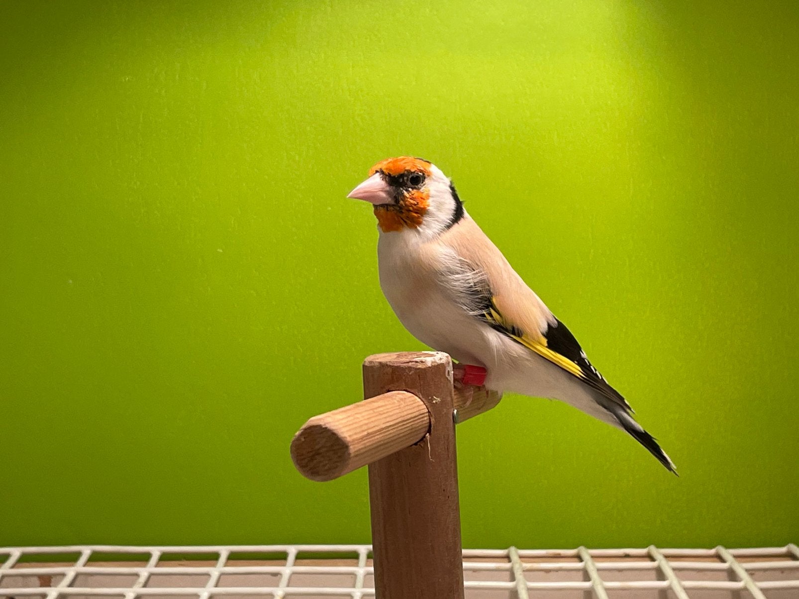 Majorputters, Dieren en Toebehoren, Meerdere dieren, Kleurkanarie