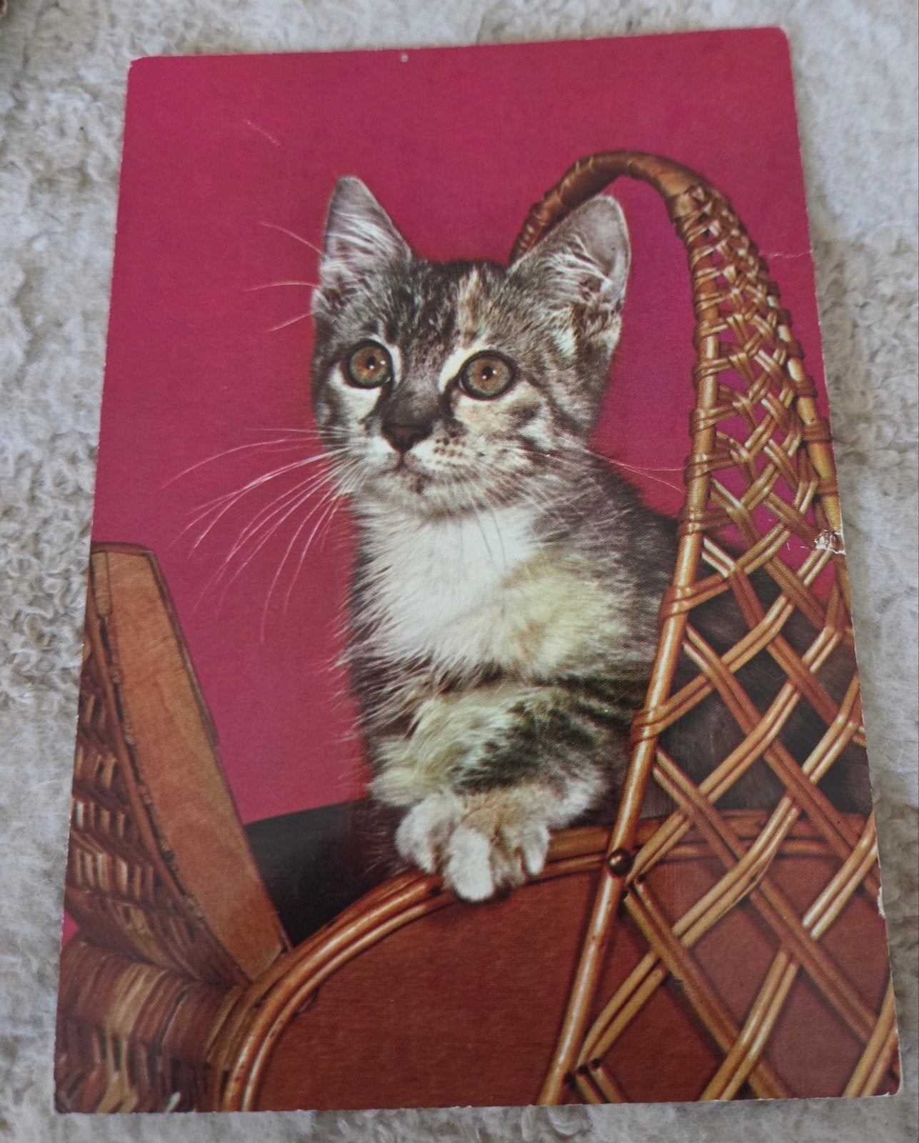 Schattige kitten in mand, Verzenden, 1980 tot heden, Gelopen, Hond of Kat