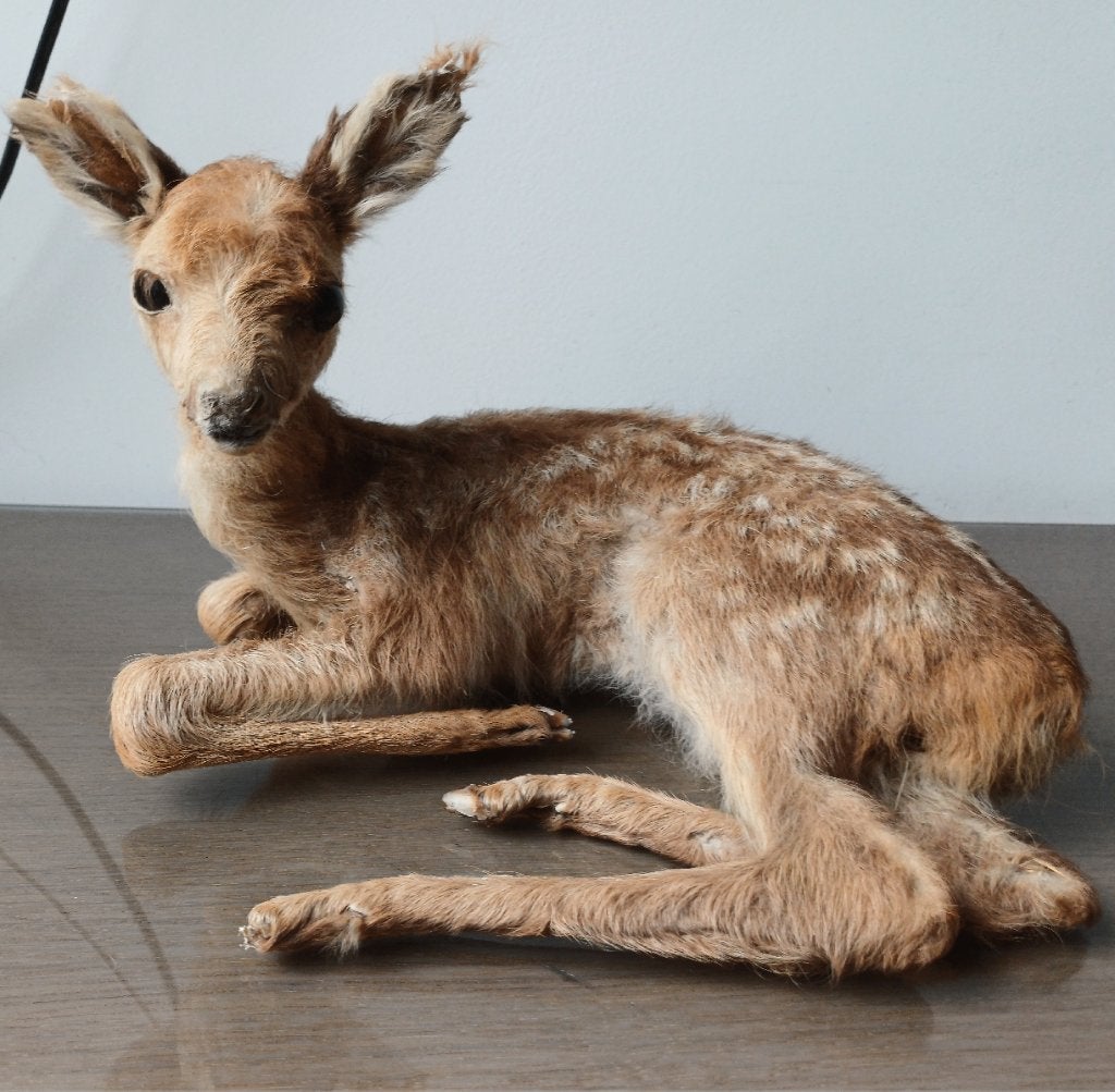 jong hertje, Verzamelen, Dierenverzamelingen, Verzenden, Gebruikt, Hert, Opgezet dier