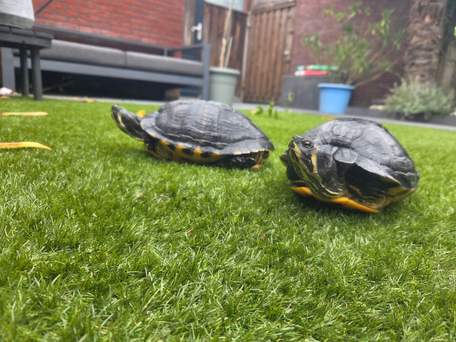 2 Geel wang waterschildpadden, Schildpad, 11 jaar of ouder