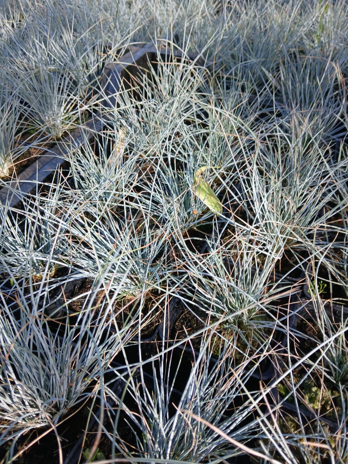 Festuca Elijah Blue - Blauw Schapengras vanaf 1 euro stuk, Volle zon, Vaste plant, Siergrassen, Ophalen of Verzenden