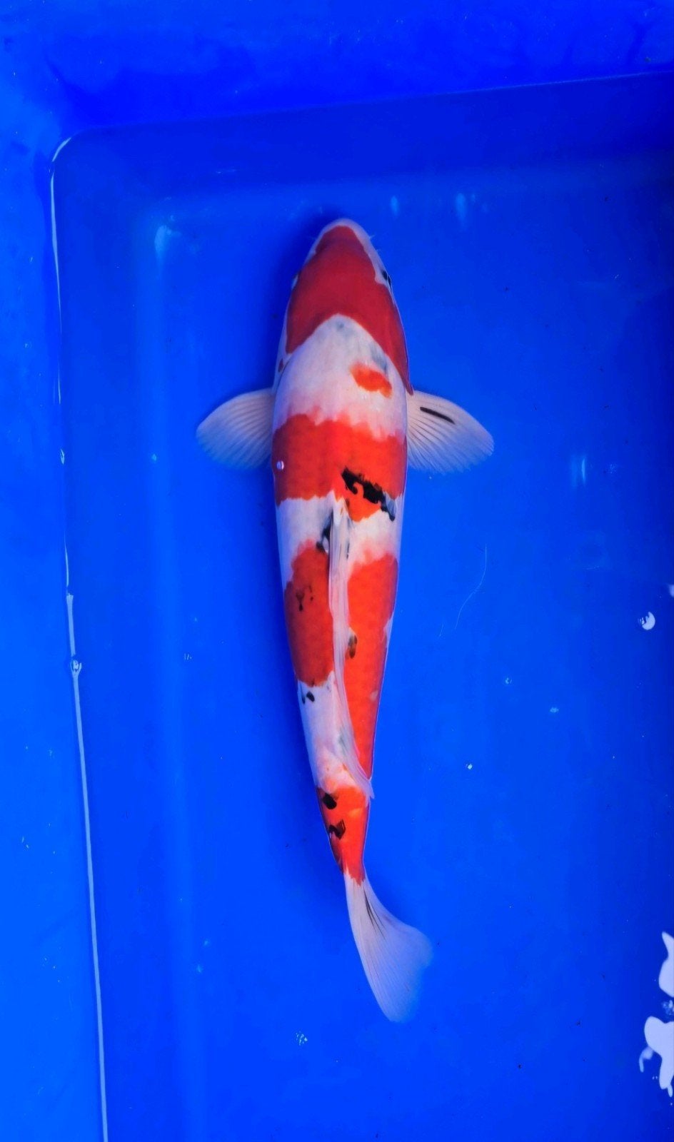 Japanese koi's te koop, Dieren en Toebehoren, Vissen | Aquariumvissen, Zoetwatervis, Vis