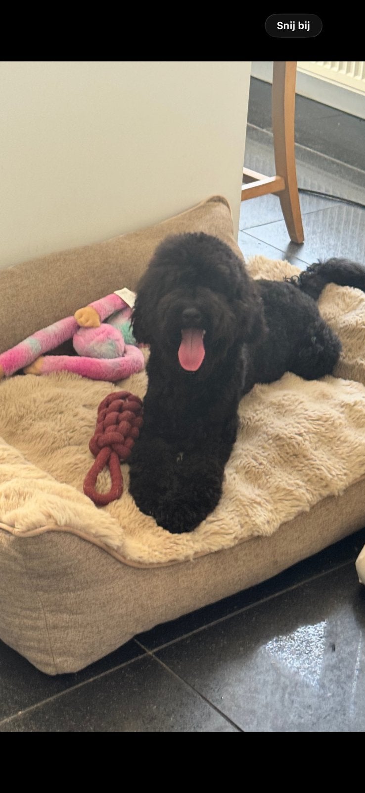 Doubledoodle medium reutje hypoallergeen, Dieren en Toebehoren, 15 weken tot 1 jaar, CDV (hondenziekte), Eén hond, Nederland