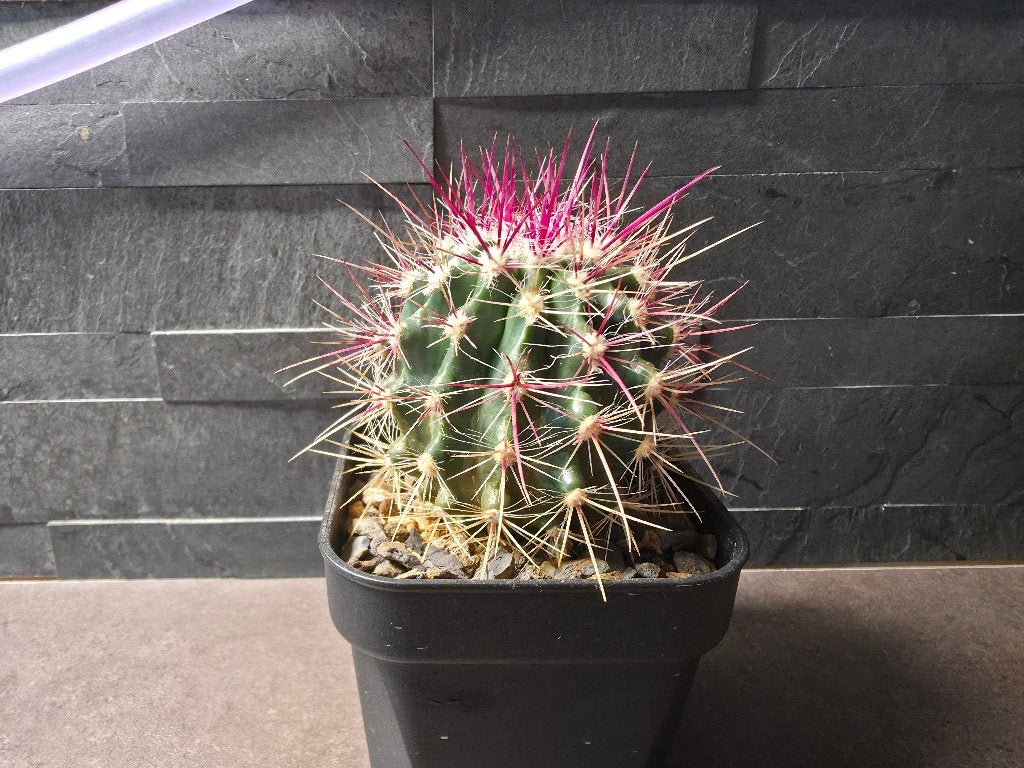 Cactussen, Huis en Inrichting, Kamerplanten, Ophalen, Halfschaduw, Minder dan 100 cm, Bloeiende kamerplant