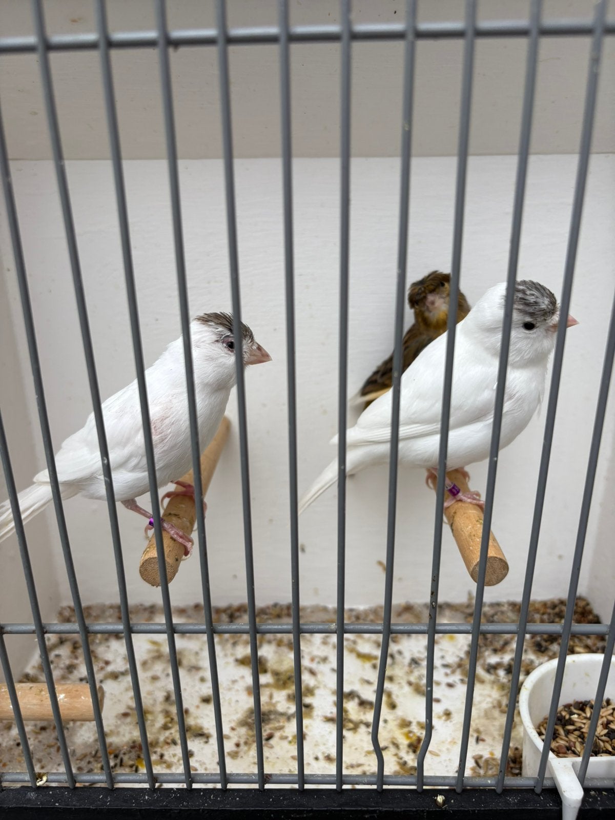 Kanaries zie foto s, Dieren en Toebehoren, Vogels | Kanaries, Meerdere dieren, Kleurkanarie